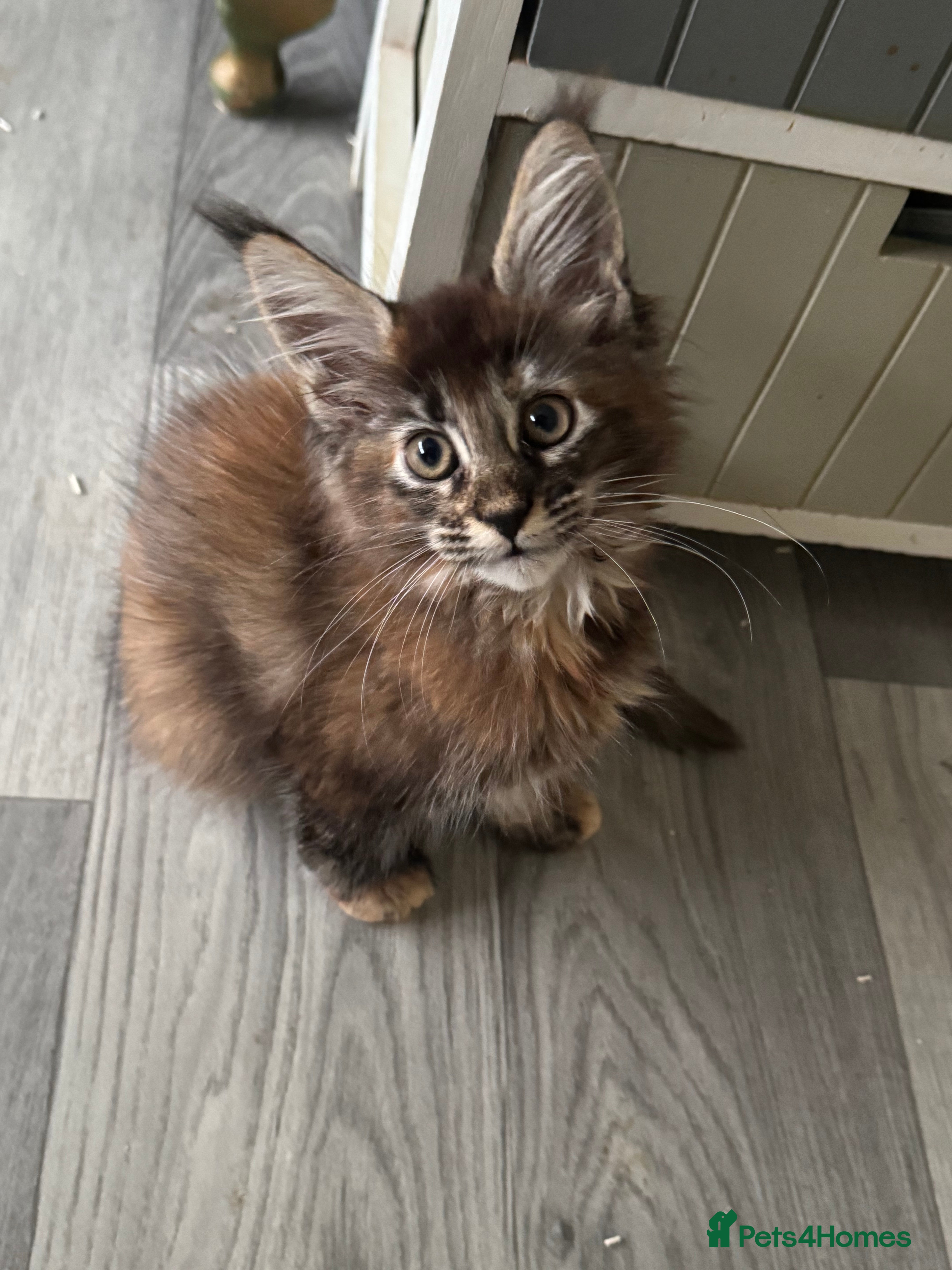 Maine Coon cats GCCF PEDIGREE MAINECOON KITTENS - Advert 2