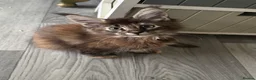 Maine Coon cats for sale: GCCF PEDIGREE MAINECOON KITTENS - Advert 2