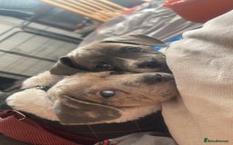 Mixed Breed dogs for sale: Bull weiners 8 weeks old  - Image 1