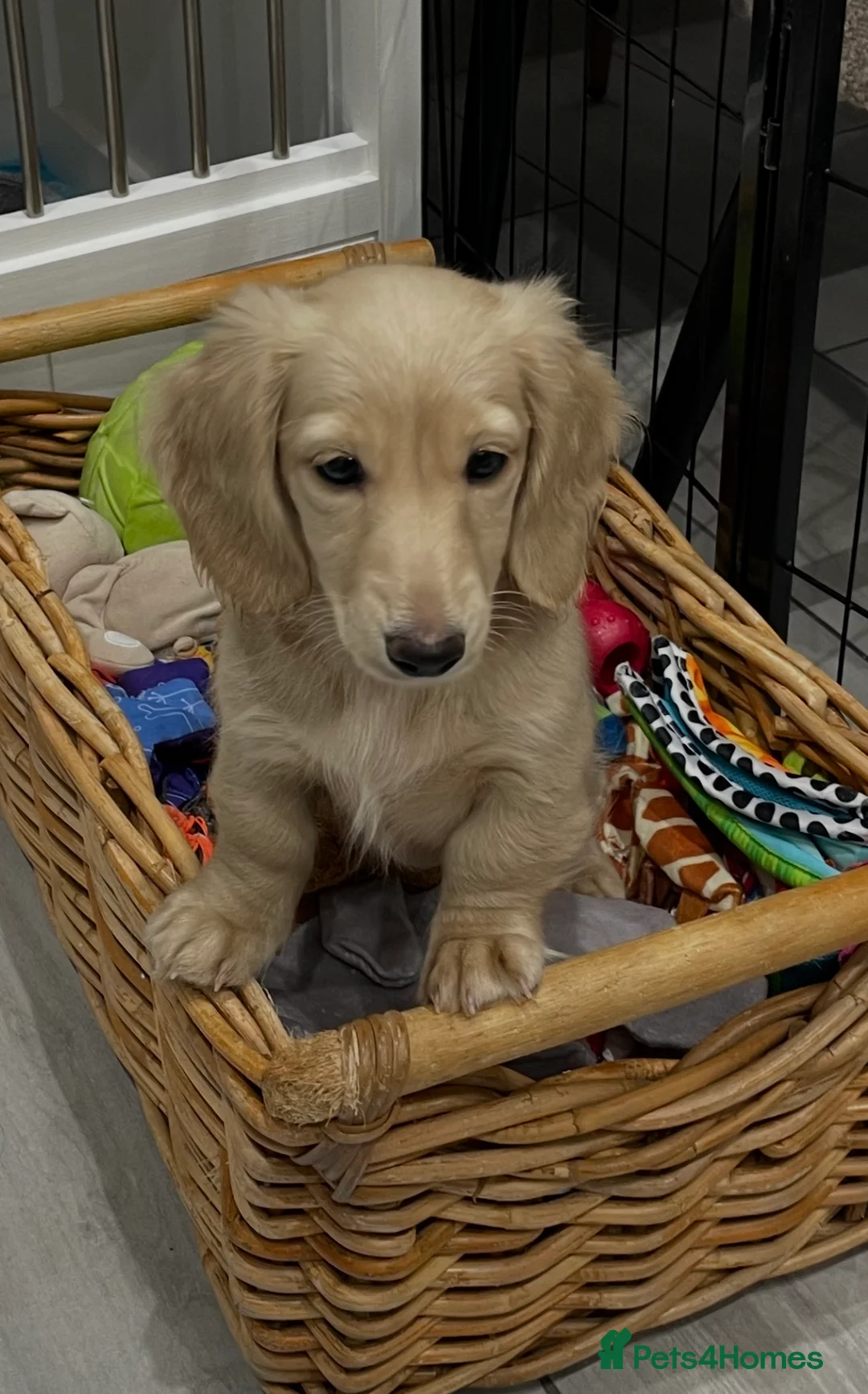 Miniature Dachshund dogs for sale: English cream longhair miniature daschound  - Advert 1