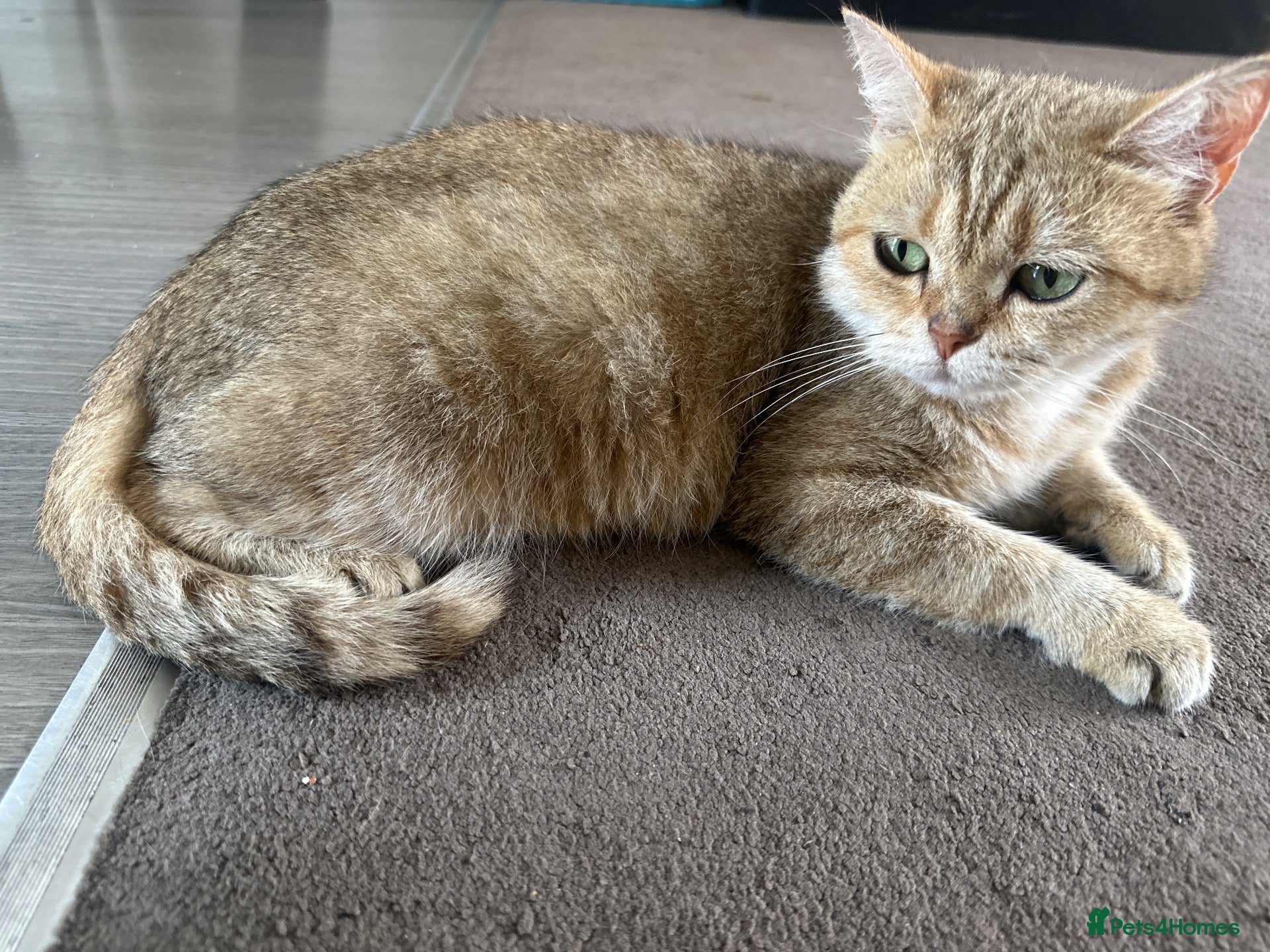 British Shorthair cats British shorthair mix - Advert 1