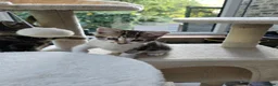 Mixed Breed cats for sale: Three beautiful kittens for sale  - Advert 17