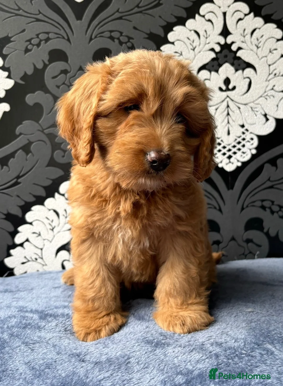 Cockapoo dogs for sale: F1 cockapoo puppies ready now  - Advert 1