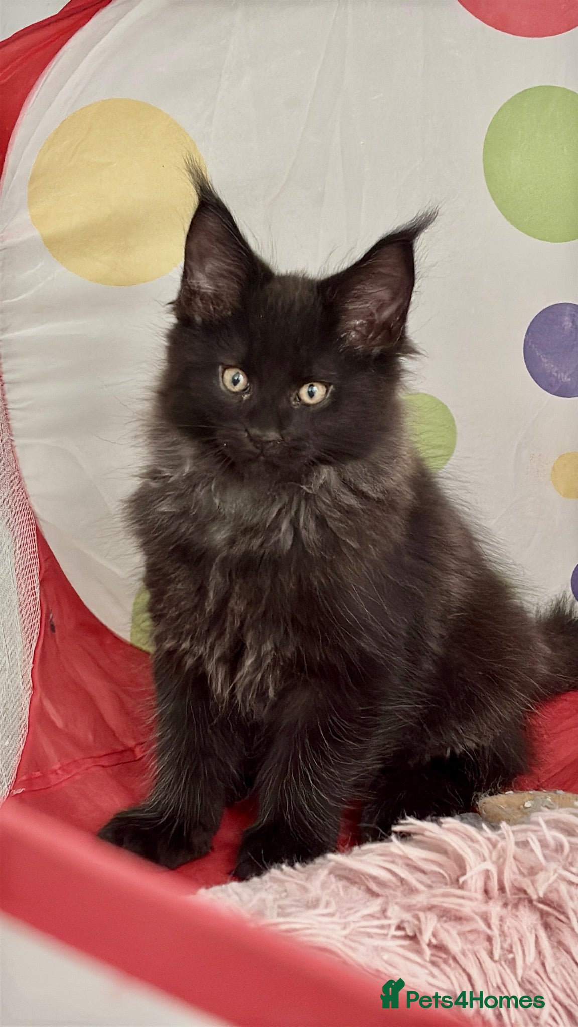 Maine Coon cats XXL RUSSIAN MAINE COON KITTENS - Advert 2