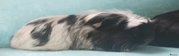 Guinea Pig rodents for sale: Price for two boy guinea pigs so tame  - Advert 5