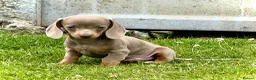 Miniature Dachshund dogs for sale: Outstanding Litter of Miniature dachshund puppies  - Advert 2