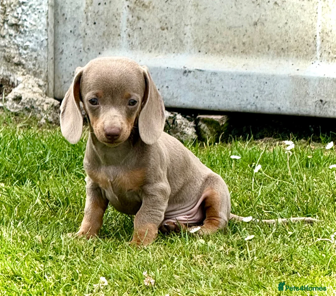 Miniature Dachshund dogs for sale: Outstanding Litter of Miniature dachshund puppies  - Advert 2
