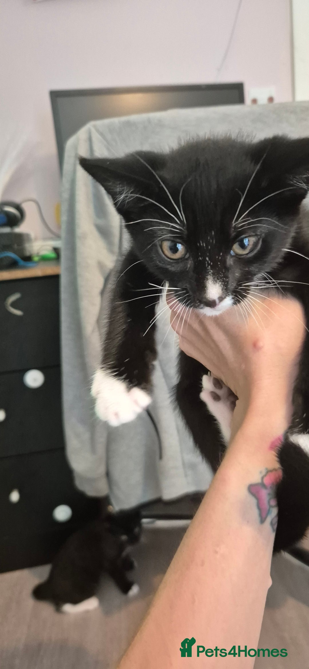 Domestic Shorthair cats for sale: 3 kittens looking for their forever homes in Newmarket - Image 9