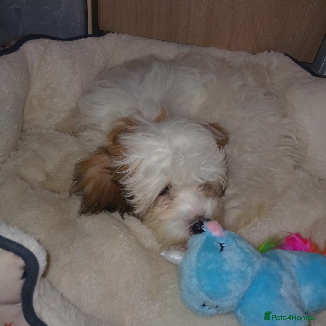 Malshi dogs for sale: Maltese and Malshi Female puppy  - Advert 5