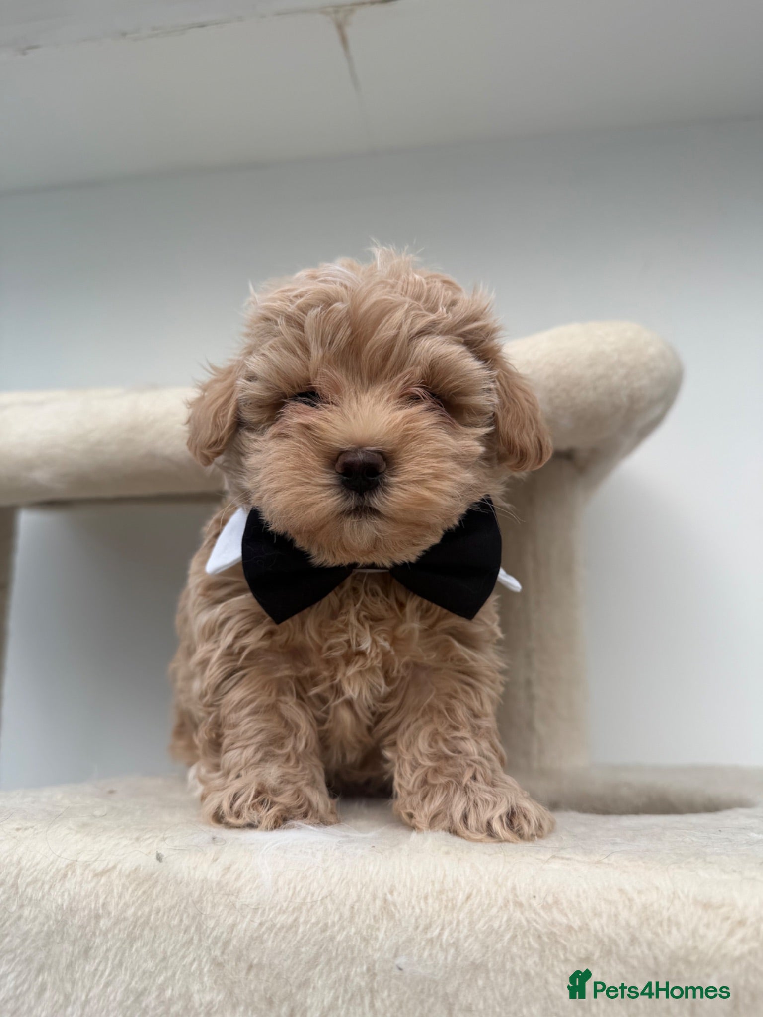 Maltipoo dogs Asian/Korean *DNA TESTED* teddy bear maltipoos - Advert 17