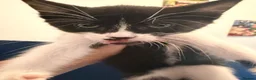 Mixed Breed cats for sale: 2 kittens ready to go  - Advert 2