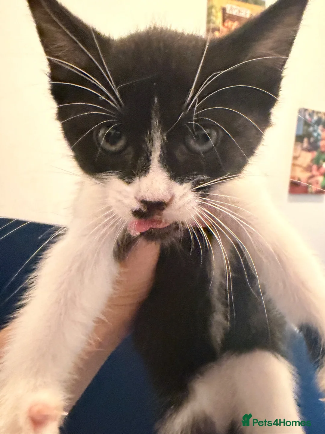 Mixed Breed cats for sale: 2 kittens ready to go  - Advert 2