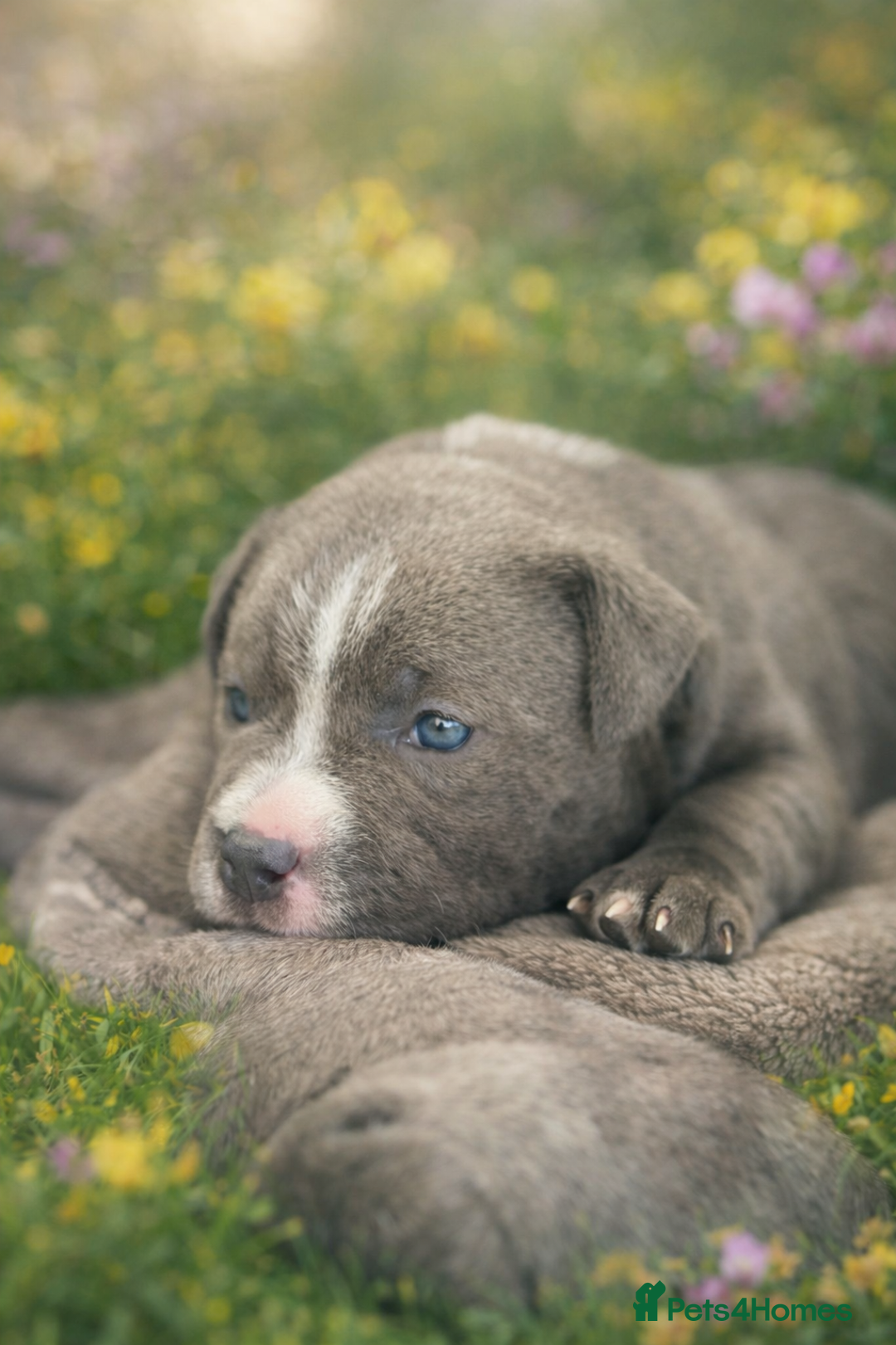 Staffordshire Bull Terrier dogs for sale: Blue Staffordshire bull terrier girl. - Advert 2