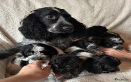 Cockapoo dogs for sale: Beautiful Cockapoo Puppies For Sale - Image 2
