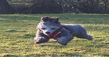 Miniature Poodle dogs - Advert 25