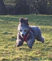 Miniature Poodle dogs - Advert 4