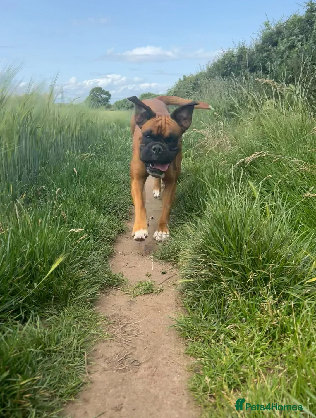 Boxer dogs for sale: 4 Boxer Puppies in Derby - Advert 4