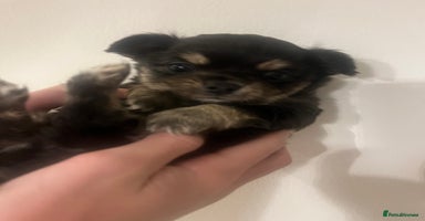 Chihuahua dogs - Advert 1
