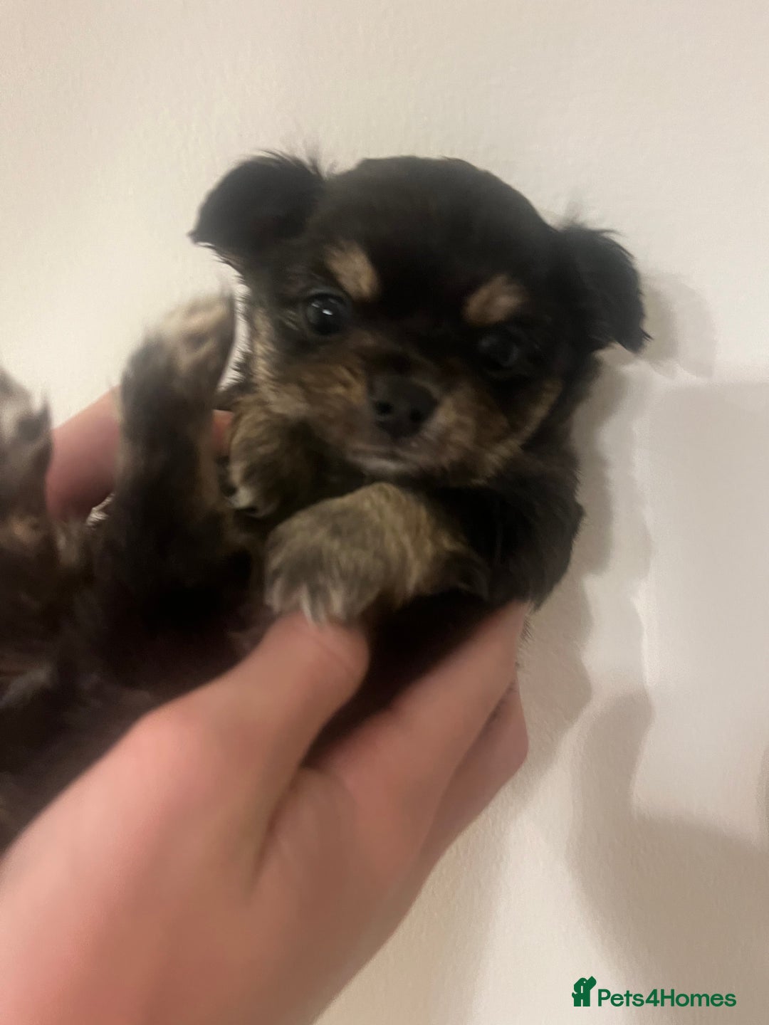 Chihuahua dogs for sale: Stunning litter of long haired Chihuahuas - Image 3