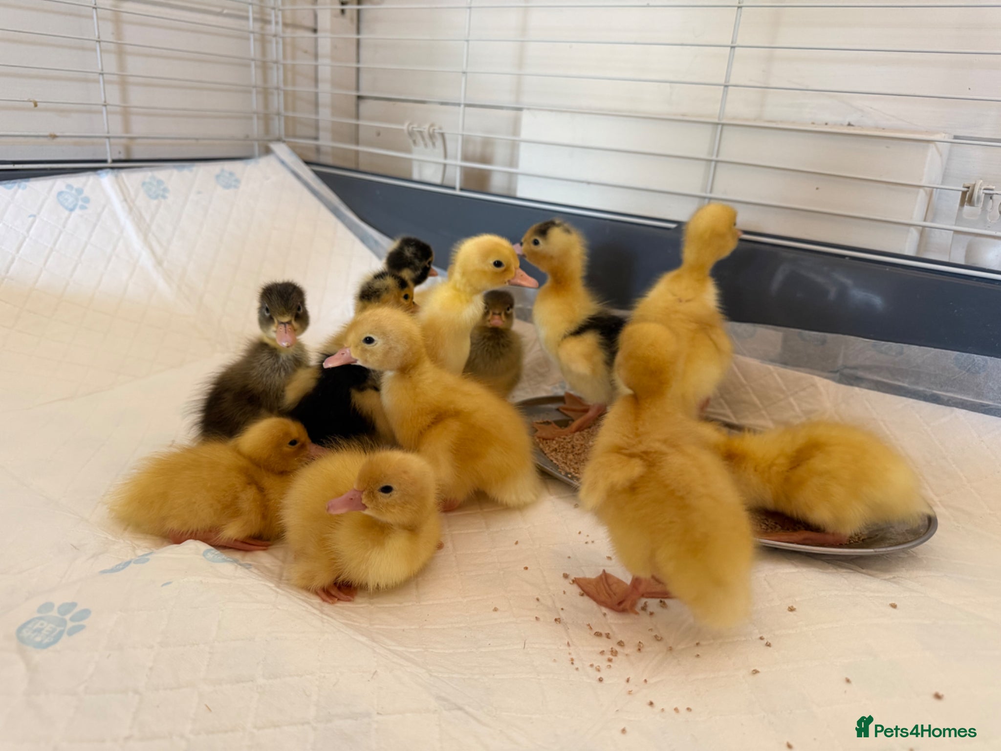 Ducks poultry Ducklings  - Advert 2