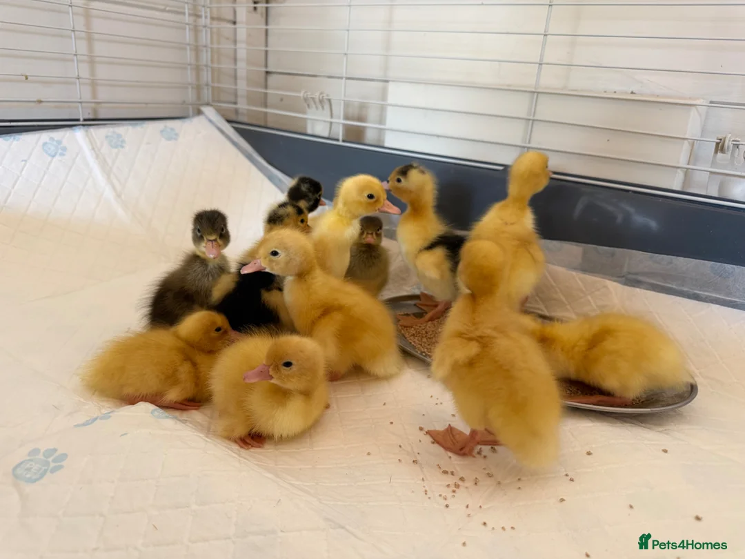 Ducks poultry for sale: Ducklings  - Advert 2