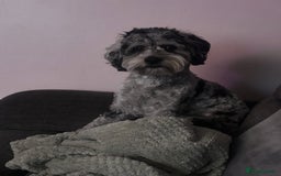 Cockapoo dogs for stud: Blue Merle Cockapoo ( Ralph )  - Image 7