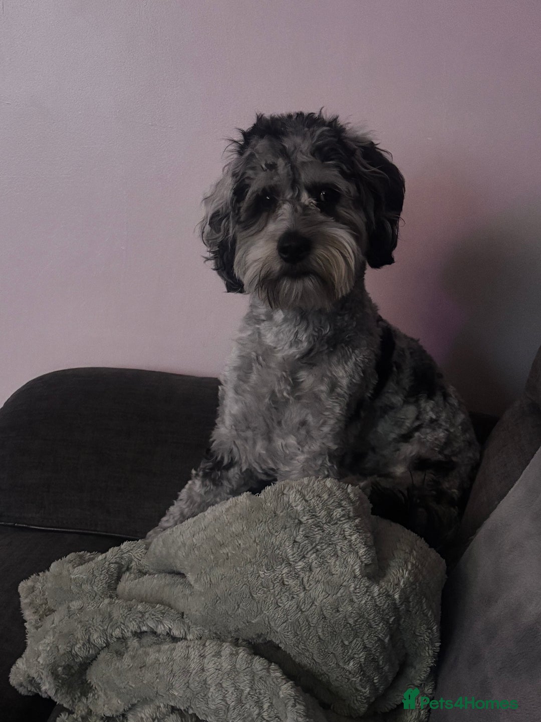 Cockapoo dogs for stud: Blue Merle Cockapoo ( Ralph )  - Image 7
