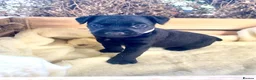 Mixed Breed dogs for sale: Lakeland / Fell terriers for sale in Pwllheli - Advert 25