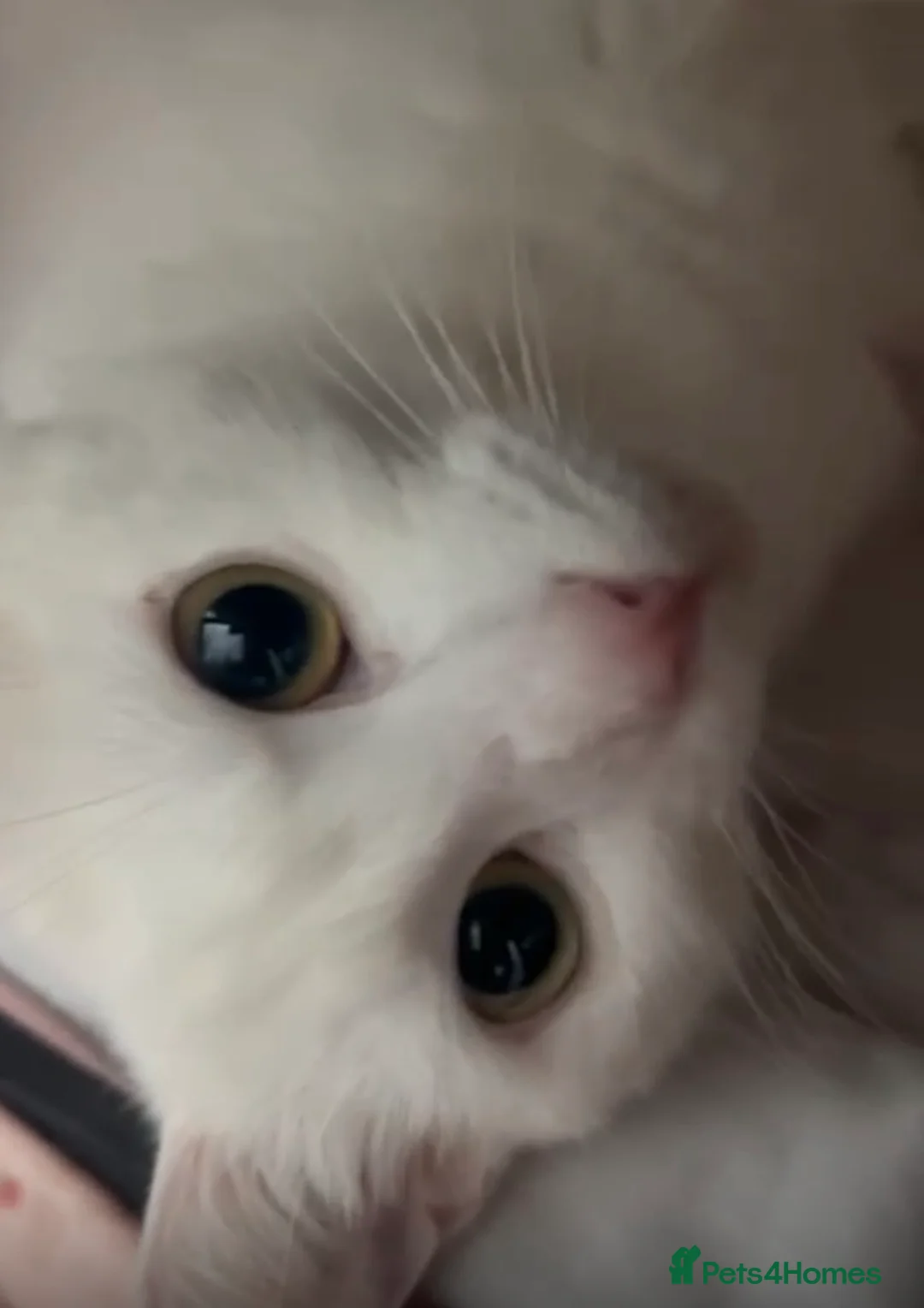 Mixed Breed cats for sale: Pure White Long hair kitten in Stoke-on-Trent - Advert 7