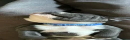 Staffordshire Bull Terrier dogs for sale: Staffordshire bull terrier puppies for sale in Andover - Advert 6