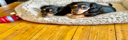 Miniature Dachshund dogs for sale: KC reg mini longhaired dachshund pups 1 girl2xboys - Advert 29