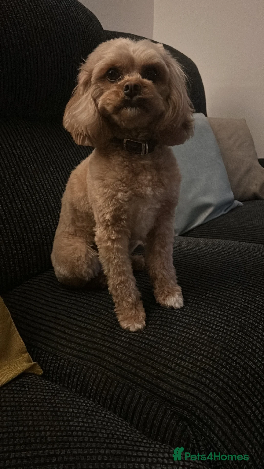 Cavapoo dogs for sale: Female cavapoo - Advert 6