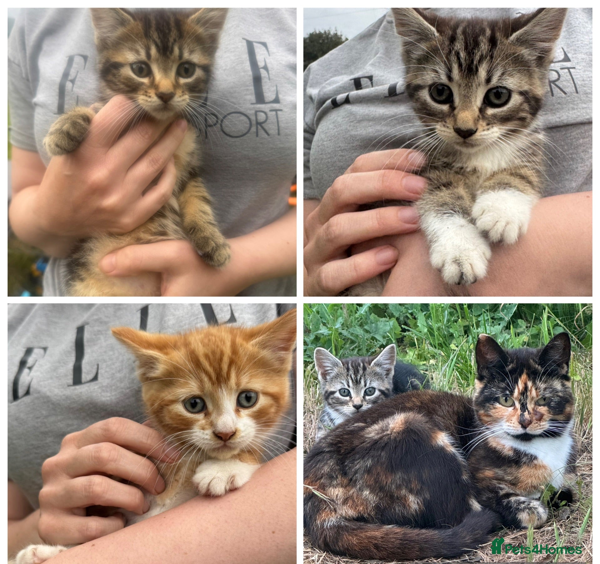 Mixed Breed cats Kitten ready for rehoming  - Advert 13
