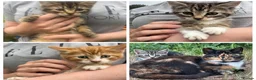 Mixed Breed cats for sale: Kitten ready for rehoming  in Crickhowell - Advert 1