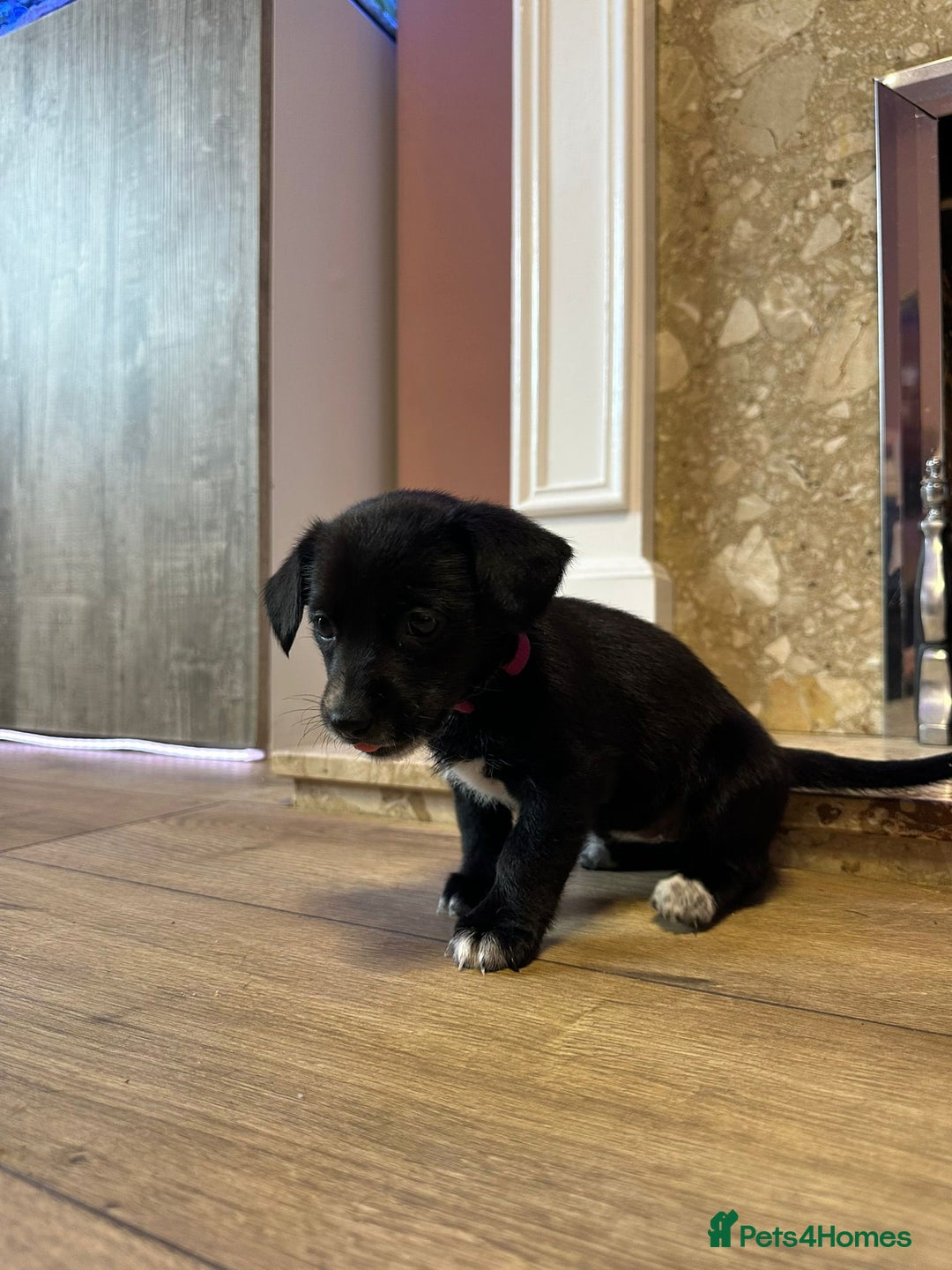 Mixed Breed dogs for sale: ONE PUPPY Left Pomsky x miniature dachshund pups  - Image 5