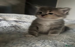 Maine Coon cats for sale: Mainecoons x ragdoll - Image 17