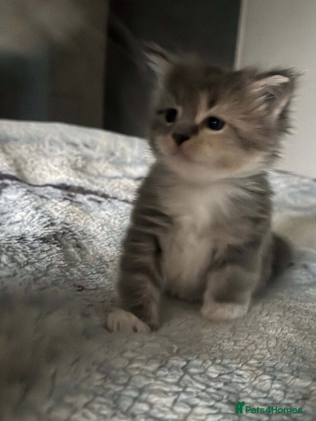 Maine Coon cats for sale: Mainecoons x ragdoll - Image 17