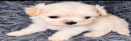 Maltipoo dogs for sale: 🐾 Gorgeous Maltipoo Puppies 🐾 - Advert 17