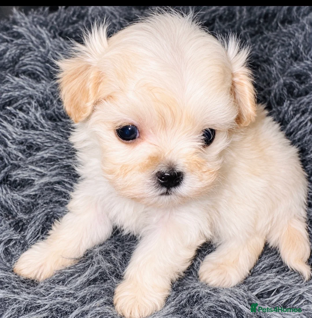 Maltipoo dogs for sale: 🐾 Gorgeous Maltipoo Puppies 🐾 - Advert 17