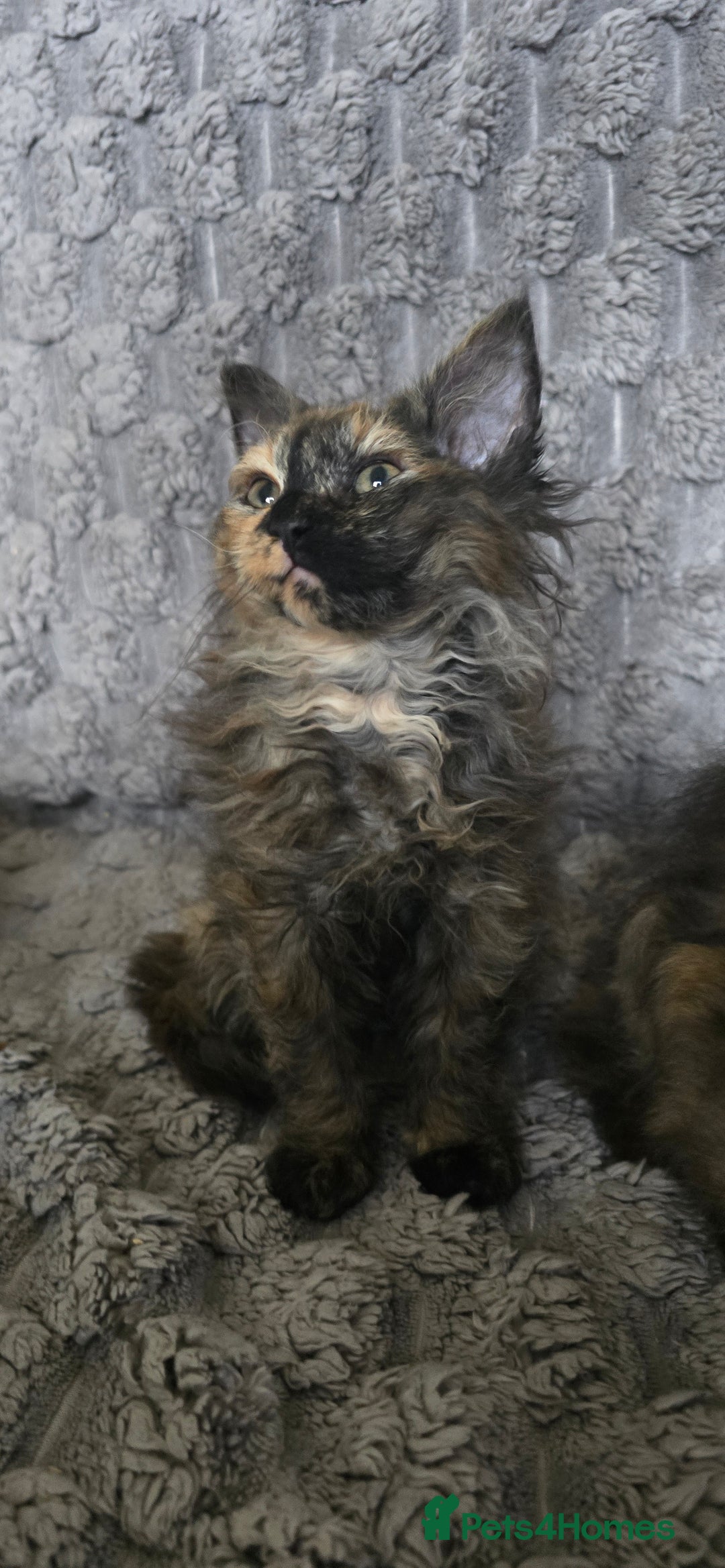 LaPerm cats for sale: 2 male Laperm mix kittens, curly haired - Advert 32