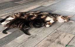 Domestic Shorthair cats for sale: 2 Female Tabby Kittens For Sale - Image 1