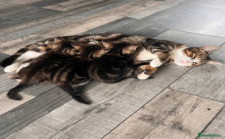 Domestic Shorthair cats - Advert 2