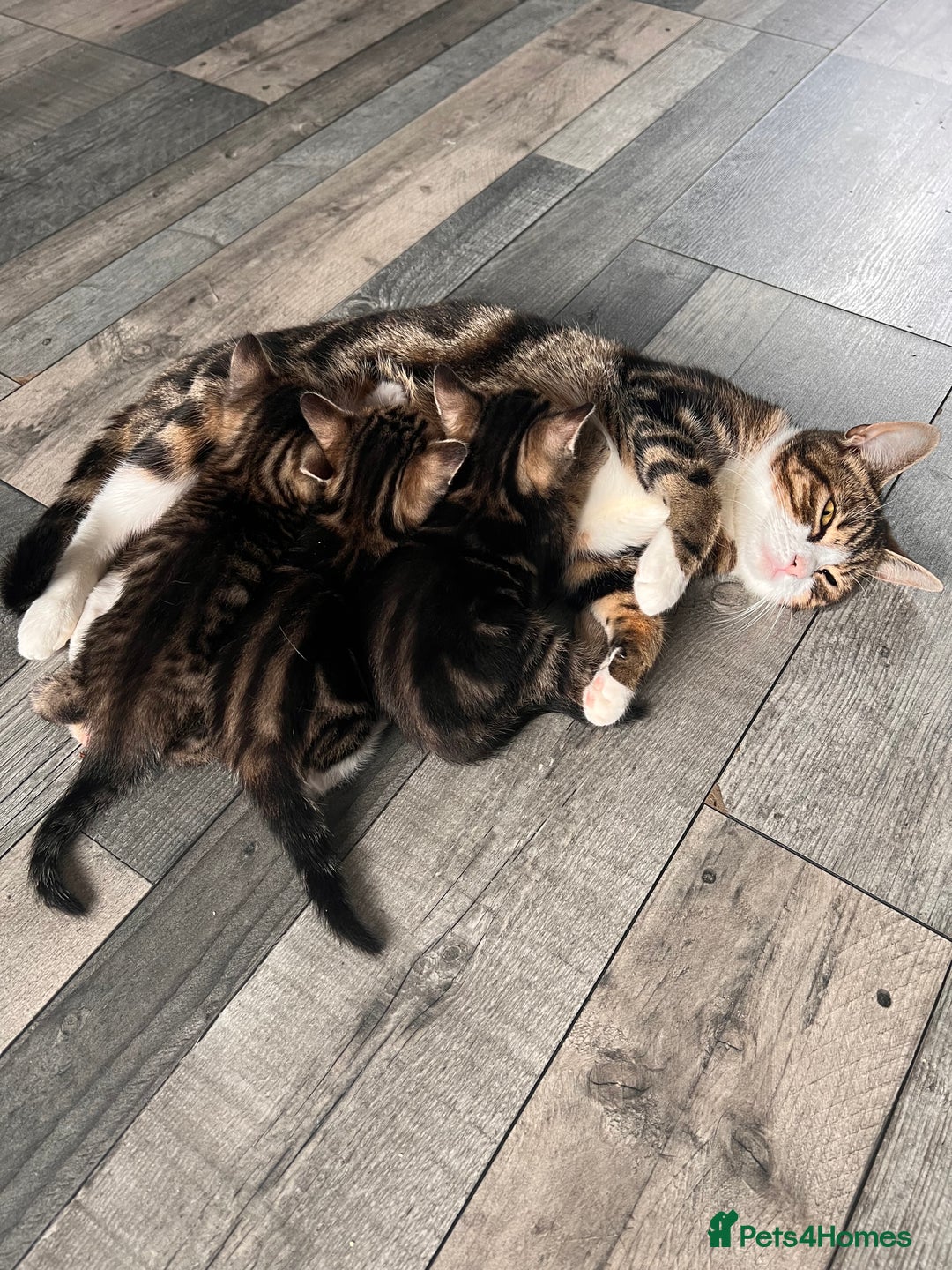 Domestic Shorthair cats for sale: 2 Female Tabby Kittens For Sale - Image 1