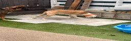 Alapaha Blue Blood Bulldog dogs for sale: Odie 6 month old pup - Advert 4