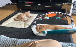 Domestic Shorthair cats for sale: Two ginger boys for sale / half maine coon - Image 8