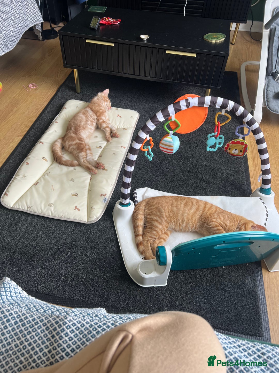 Domestic Shorthair cats for sale: Two ginger boys for sale / half maine coon - Image 8