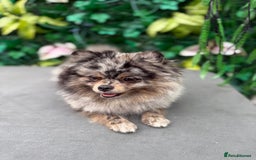 Pomeranian dogs for sale: Stunning Merle Pomeranian!  - Image 4