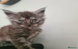 Maine Coon cats for sale: Maine Coon kittens  - Image 12