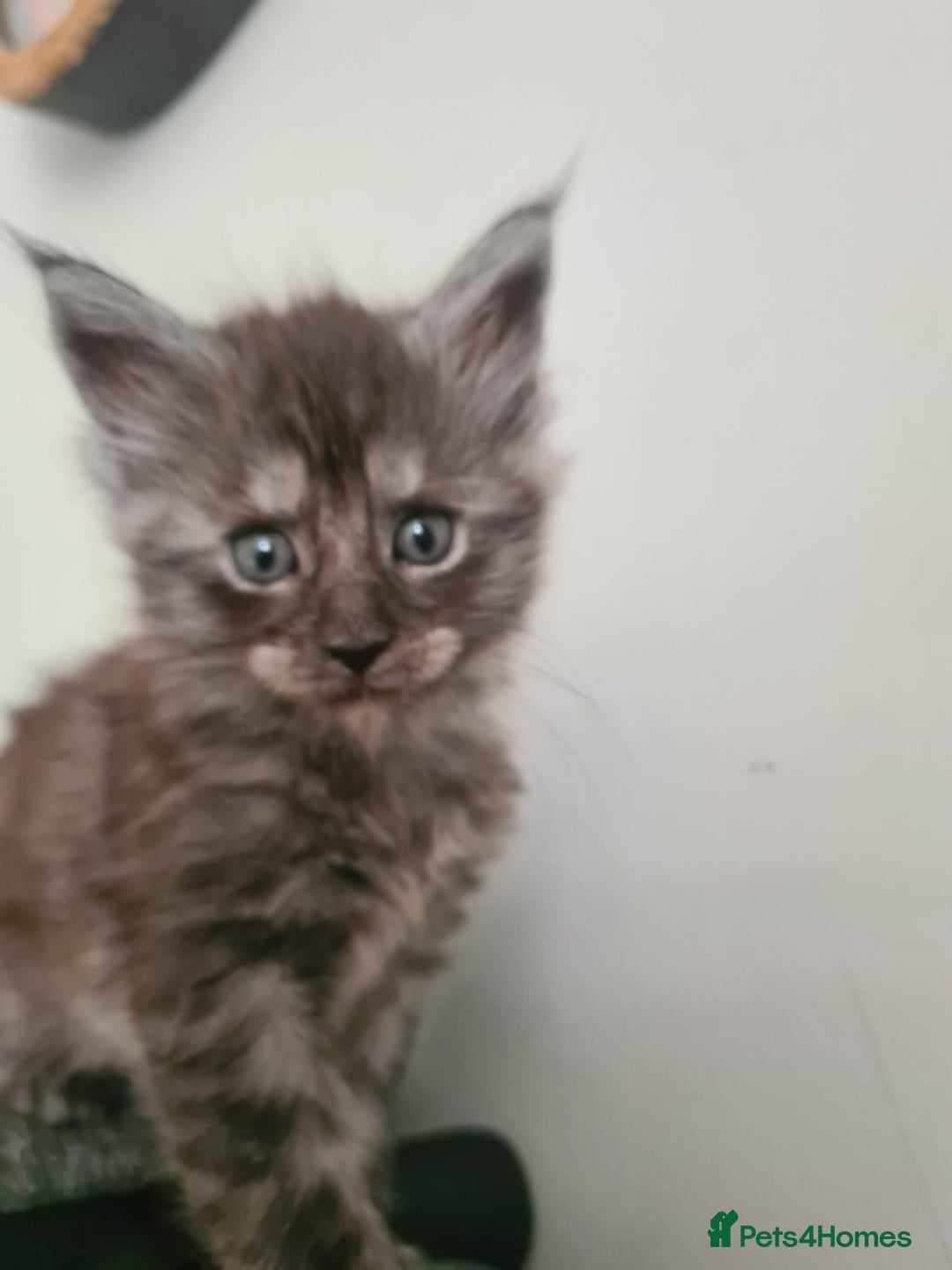 Maine Coon cats for sale: Maine Coon kittens  - Image 12