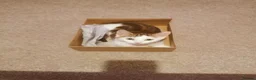 Mixed Breed cats for sale: Fluffy kitten - Advert 3